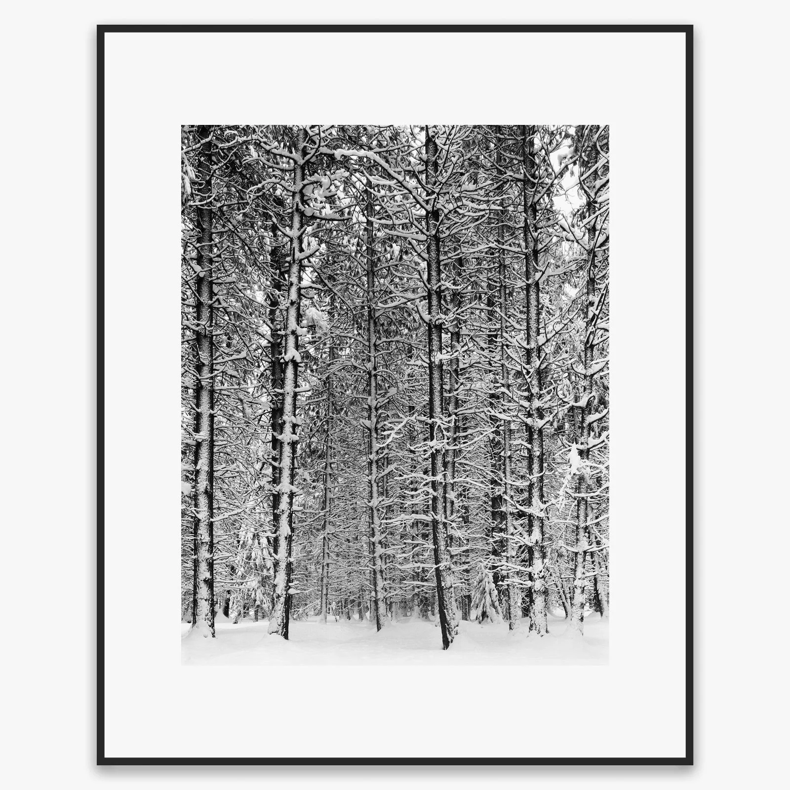 Pine Forest, Snow - Image 7